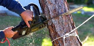 Best Tree and Shrub Care  in Hidden Hills, CA