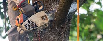 Best Root Management and Removal  in Hidden Hills, CA