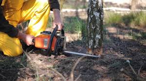Best Tree Health Inspection  in Hidden Hills, CA