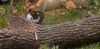 Hidden Hills, CA Tree Care Company