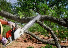 Best Emergency Tree Removal  in Hidden Hills, CA