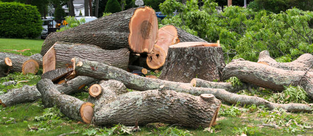 Best Tree Maintenance Programs  in Hidden Hills, CA