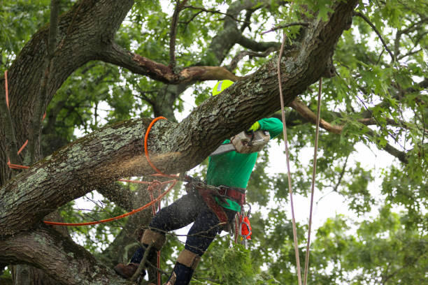 Best Storm Damage Tree Cleanup  in Hidden Hills, CA