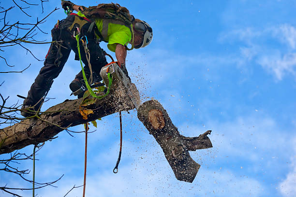 Best Commercial Tree Services  in Hidden Hills, CA