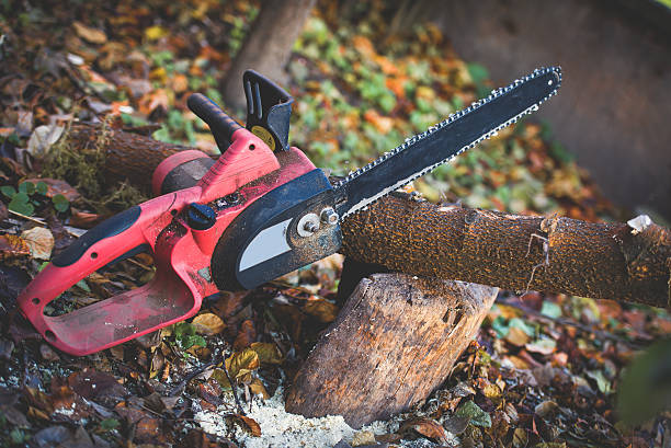 How Our Tree Care Process Works  in  Hidden Hills, CA
